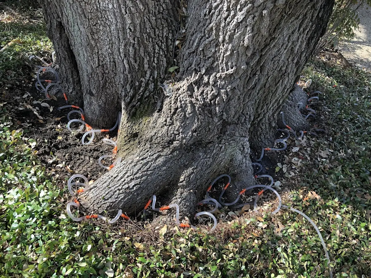 Detailed Tree Cabling and Bracing job site in Earp
