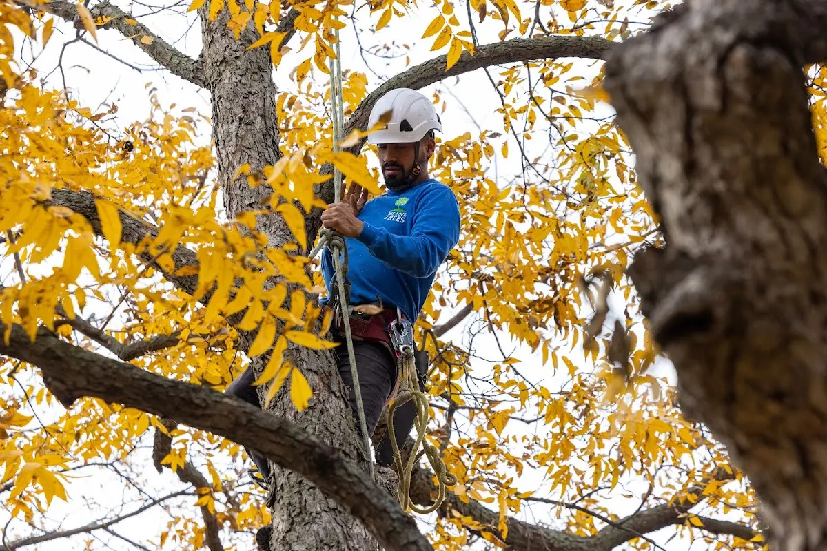 Skilled Tree Trimming crew working in Earp