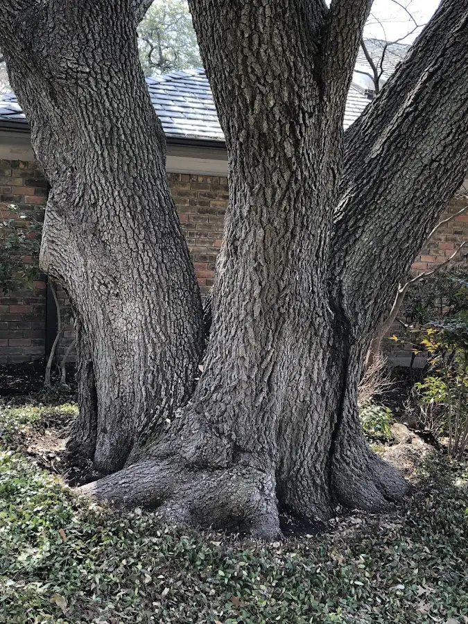 Mature heritage tree close to a Earp property cared for by certified arborists